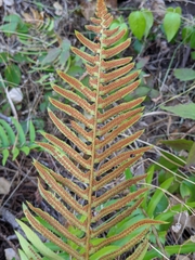 Polystichum munitum