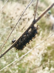 Hemileuca rubridorsa