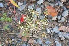 Gnaphalium uliginosum