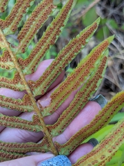 Polystichum munitum