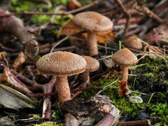 Pholiota terrestris