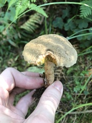 Xerocomellus diffractus