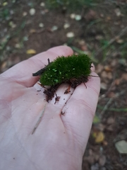 Campylopus flexuosus