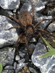Uliodon