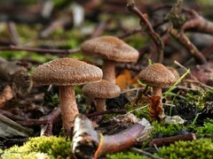 Pholiota terrestris