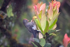 Chalcostigma herrani