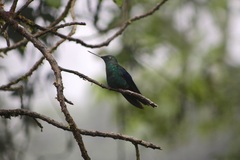 Pterophanes cyanopterus