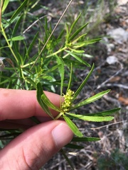 Stillingia texana