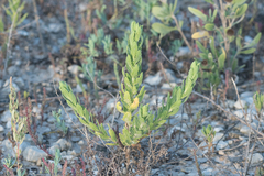 Rayjacksonia phyllocephala