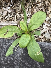 Phytolacca octandra