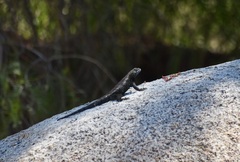 Sceloporus orcutti