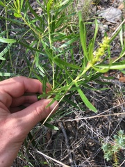 Stillingia texana