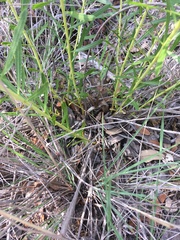 Stillingia texana