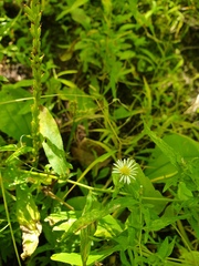 Symphyotrichum ontarionis