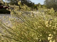 Baccharis neglecta