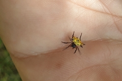 Gasteracantha quadrispinosa