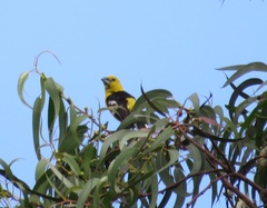 Pheucticus chrysogaster