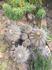 Copiapoa echinoides