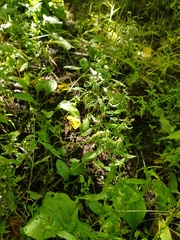Symphyotrichum ontarionis