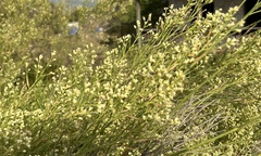 Baccharis neglecta