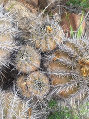 Copiapoa echinoides