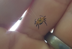 Gasteracantha quadrispinosa