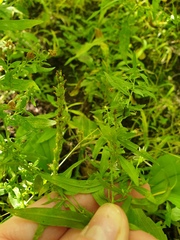 Symphyotrichum ontarionis