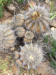 Copiapoa echinoides