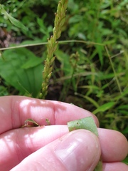 Symphyotrichum ontarionis