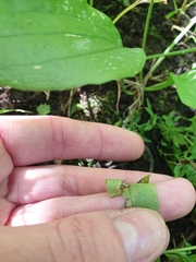 Symphyotrichum ontarionis