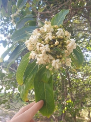 Clerodendrum floribundum