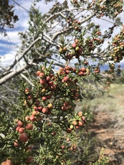 Juniperus monosperma