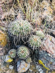 Echinofossulocactus crispatus