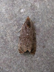 Olethreutes submissanum