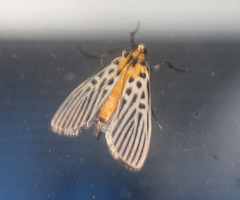 Tyspanodes hypsalis