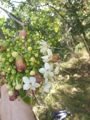Clerodendrum floribundum