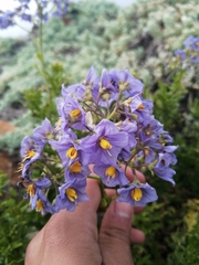 Solanum pinnatum