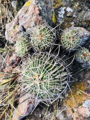 Echinofossulocactus crispatus