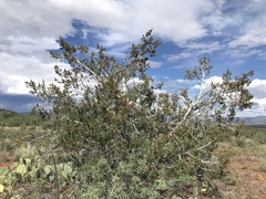Juniperus monosperma