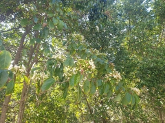 Clerodendrum floribundum