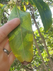 Clerodendrum floribundum
