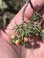 Juniperus monosperma