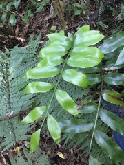 Asplenium oblongifolium