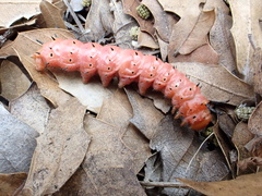 Anisota oslari