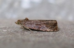 Olethreutes submissanum