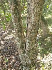 Clerodendrum floribundum