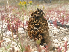 Pholisma arenarium