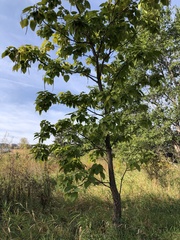 Catalpa speciosa