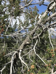 Juniperus monosperma
