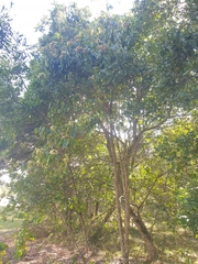 Clerodendrum floribundum